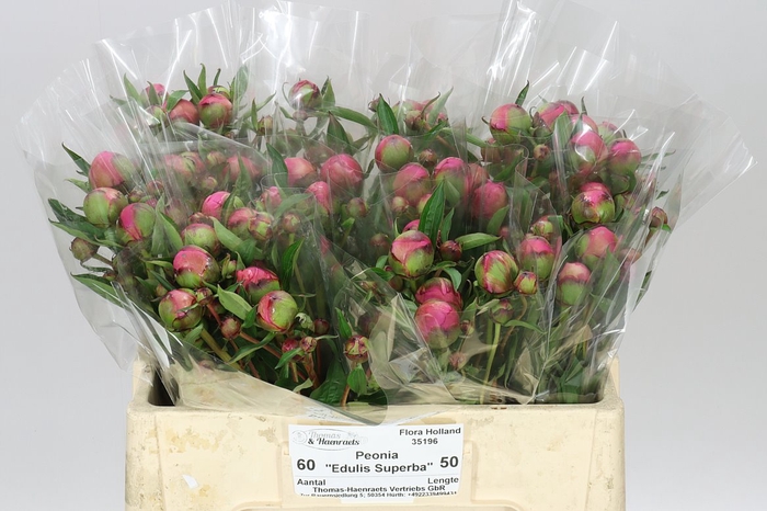 <h4>Paeonia Edulis Superba</h4>