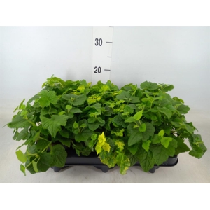 Tolmiea menziesii   ...variegated