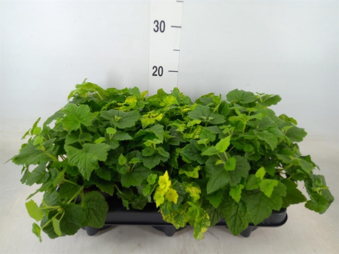 <h4>Tolmiea menziesii ...variegated</h4>