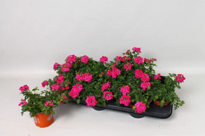 <h4>VERBE MA MAGIC ROSE</h4>