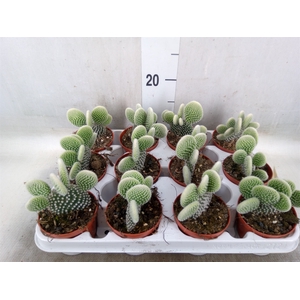 Opuntia microdasys 'Albispina'