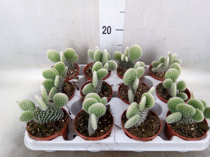 <h4>Opuntia microdasys 'Albispina'</h4>