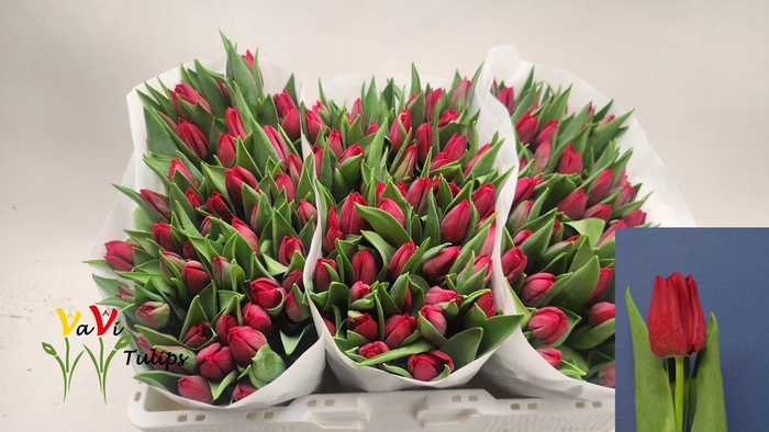 <h4>TU EN SEADOV</h4>