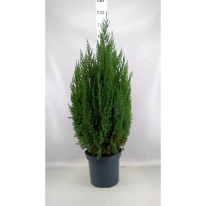 Juniperus chinensis 'Stricta'