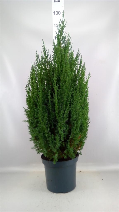 <h4>Juniperus chinensis 'Stricta'</h4>
