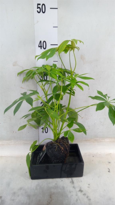 <h4>Arr.   Kamerplant Groen H%</h4>