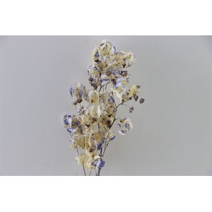 Dried Artz Bougainvillea Matisse Bunch Slv