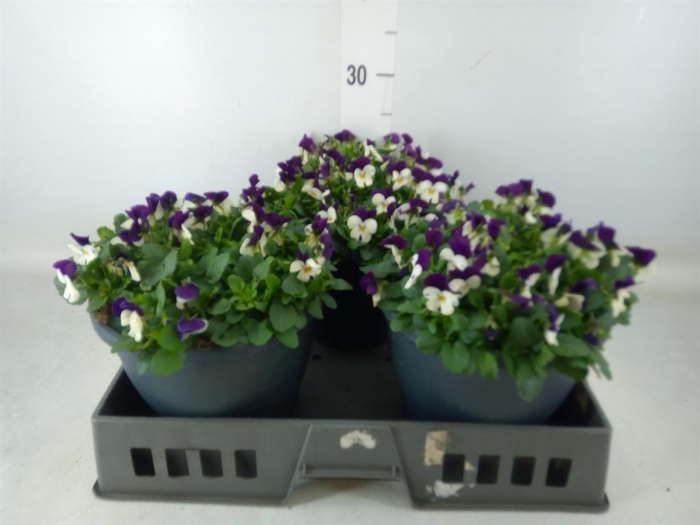 <h4>Viola corn. 'Sorbet Coconut Imp'</h4>