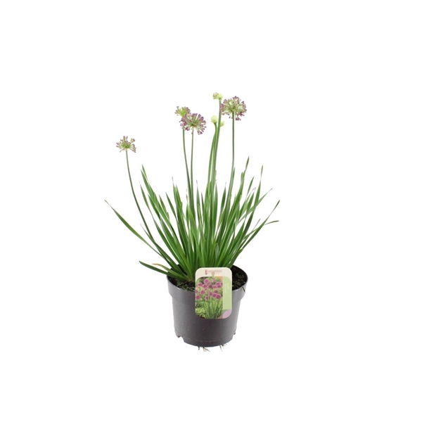 <h4>Allium millenium</h4>