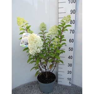 Hydrangea pan. Silver Dollar 40-50 P23