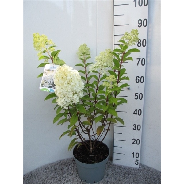 <h4>Hydrangea pan. Silver Dollar 40-50 P23</h4>