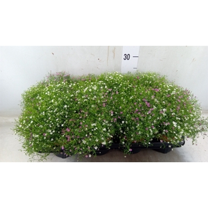 Gypsophila muralis   ...mix /pot
