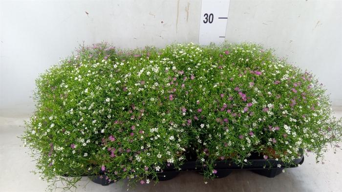 <h4>Gypsophila muralis   ...mix /pot</h4>