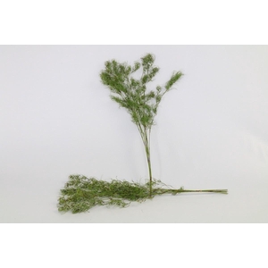 Goanna Claw (air) x10