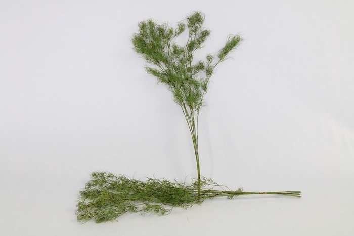 <h4>Goanna Claw (air) x10</h4>