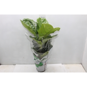 FICUS LYRATA P17