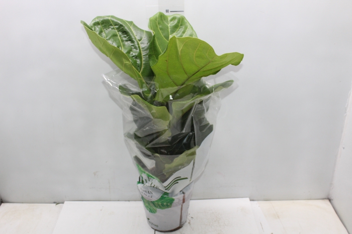 <h4>FICUS LYRATA P17</h4>