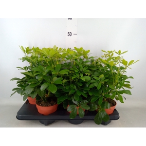 Schefflera arbor. 'Nora'