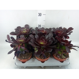 Aeonium arboreum 'Velours'