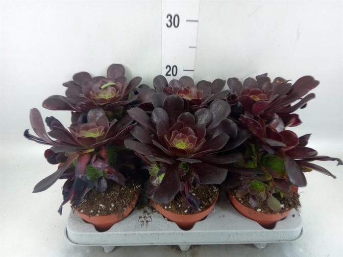 <h4>Aeonium arboreum 'Velours'</h4>