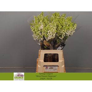 SYR V MME FL STEPMAN