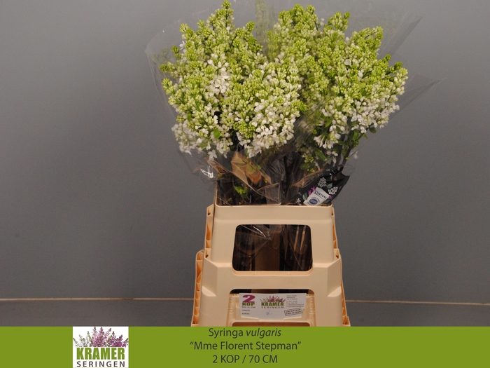 <h4>SYR V MME FL STEPMAN</h4>