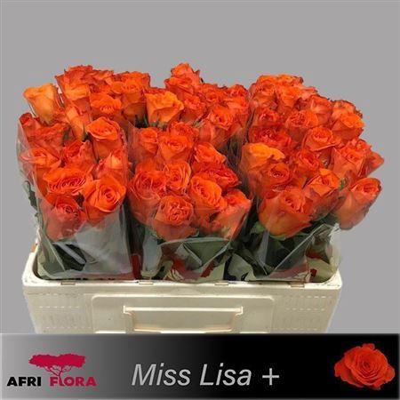 <h4>R Gr Miss Lisa+</h4>