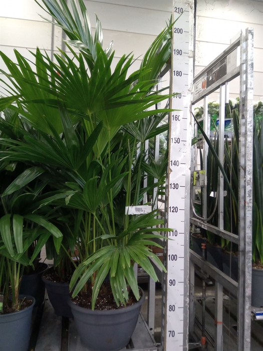 <h4>Palms   ...</h4>