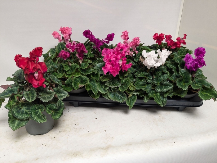 <h4>Cyclamen pers. Metis Crispino</h4>