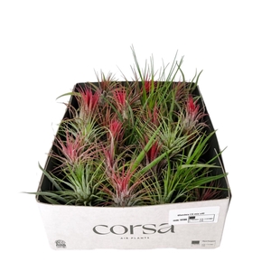 Tillandsia CS mix x40