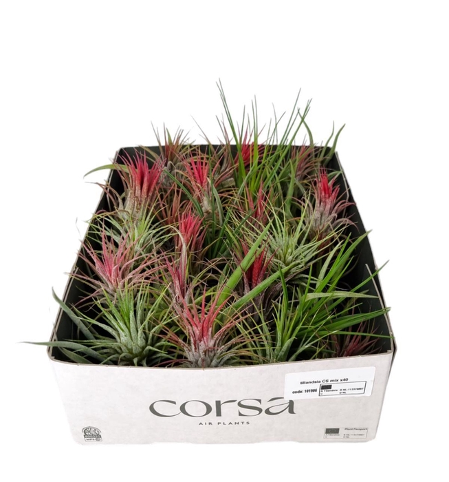 <h4>Tillandsia CS mix x40</h4>
