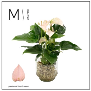 Mimesis Anthurium KARMA Joli Peach - Agua di Karma Melkbus