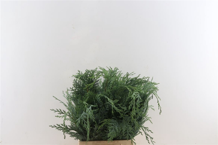 <h4>Conifeer Chamaecyparis Lawsoniana Blau De Lu</h4>