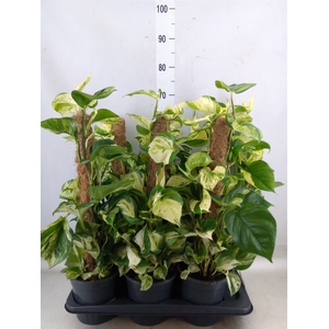 Epipremnum pinn. 'Manjula'