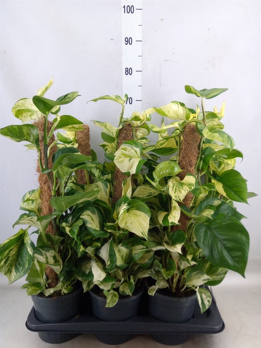<h4>Epipremnum pinn. 'Manjula'</h4>