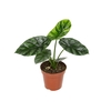 ALOCASIA SINUATA P12