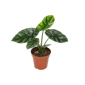 ALOCASIA SINUATA P12