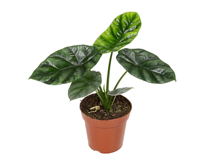 ALOCASIA SINUATA P12