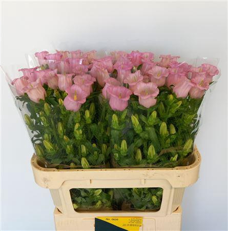 <h4>Campanula M Pearl Pink</h4>