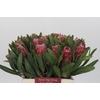 Protea Lancelot