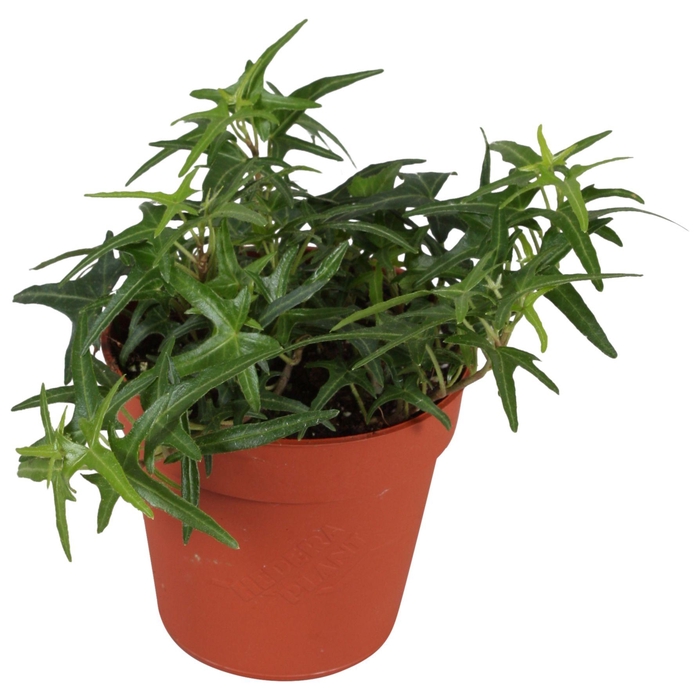 <h4>Hedera helix Sagittaefolia</h4>