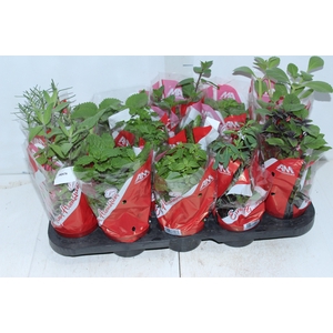 ERVAS AROMATICAS P11