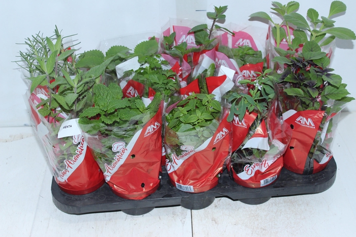 ERVAS AROMATICAS P11