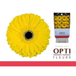 Gerbera Don Leo Diamond