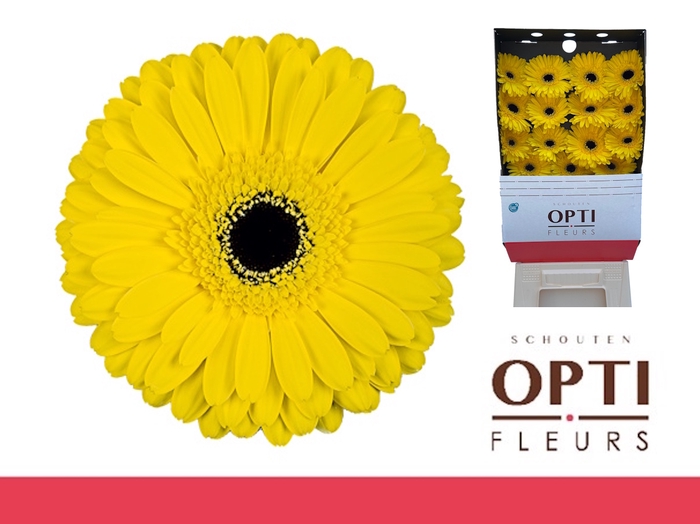 <h4>Gerbera Don Leo Diamond</h4>