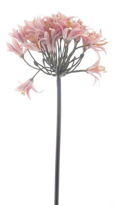 <h4>Larane lily spray 80cm pink</h4>