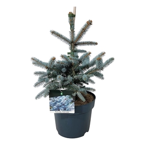 Picea pung. 'Erich Frahm'