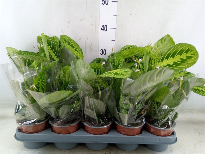 <h4>Maranta leuc. 'Lemon'</h4>