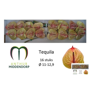 Anthurium tequila