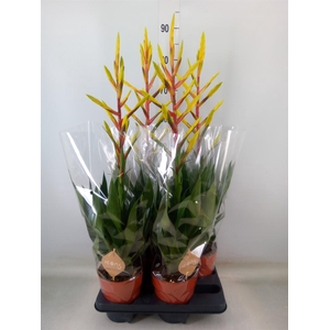 Tillandsia  'Luminosa'